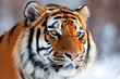 Amur tiger close-up, portrait, winter