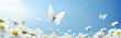 White butterfly in a blue sky with white daisies