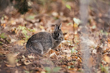 Rabbiy Bunny in fall woods