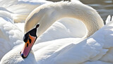 Close-up photo of white swan