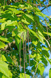 Trompetenbaum, Catalpa, mit Früchten