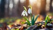 snowdrop in the spring forest