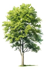 Sticker - A beautiful watercolor painting of a tree on a plain white background. Perfect for adding a touch of nature to any project or design