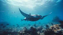 While Scuba Diving On The Ecuador Coast Of Galapagos, We Saw Black-spotted Eagle Rays Swimming And Also Spotted Mobula Rays.