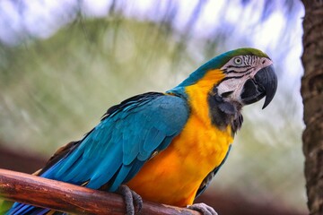 Canvas Print - Costa Maya, Mexico