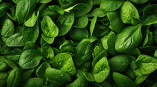 Background Green Food Vegetable Organic Fresh Raw Plant Leaves Spinach Nature Healthy Salad