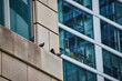 Pigeon, bird, animals standing on wall ledge of office building with blue tinted windows, Chicago