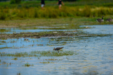 Wall Mural - Northern Lapwing Vanellus vanellus wading in shallow water.