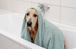 Unhappy Golden Retriever Dog With Towel On Head In White Bathtub, Doesn'T Want To Bathe