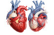 A cross-sectional view illustrating the four chambers of the human heart, each labeled accordingly.