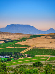 vertical shot of durbanville vineyards and table mountain in the background on a clear summer aftern