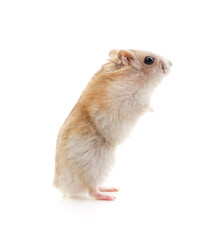 Canvas Print - White little hamster.