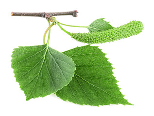 Wall Mural - Green birch buds and leaves isolated on a white background. Young branch of birch.