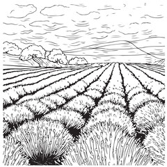 Canvas Print - Lavender field flower hand drawn sketch Vector