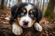 Berner Sennenhund, Portrait Hundewelpe. Flauschiger glücklicher Welpe