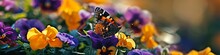 Intimate Shot Of A Butterfly Perched On A Bed Of Vibrant Pansies, Its Delicate Wings Adding An Extra Layer Of Beauty To The Scene.