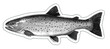 Big rainbow trout sticker black and white. River fish side view, illustration isolate realistic on white background.