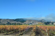 Fog clings to the hills above autumn-tinted vines in vineyard fields in Sonoma County. Climatic conditions of the area contribute to it being part of a world-class wine growing region in California.