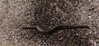 Natrix tessellata. The dice snake is a European non venomous snake belonging to the family Colubridae, subfamily Natricinae. The reptile lives on the sandy beach of the Black Sea.