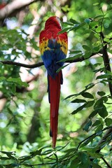 Poster - Roatan, Honduras