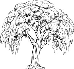 Wall Mural - Willow tree sketch drawing