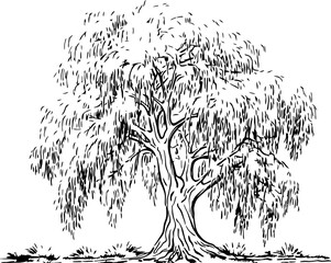 Wall Mural - Willow tree sketch drawing