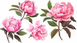Set of peonies with leaves. Floral elements