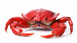 Red Sea Crab isolated on white background, Serrated mud crab on white background. Generative AI