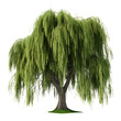 Beautiful Weeping willow isolated on transparent background  
