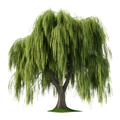 beautiful weeping willow isolated on transparent background