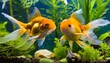 Wallpaper Animals gold fishes pets aquarium freshwater fish background - Two sweet cute goldfishes