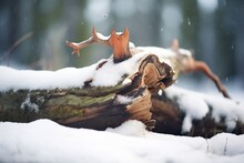 Snow Cresting On A Fallen Tree Trunk