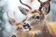 close-up of deer faces with frosty breaths