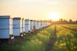 line of hives with bees and sunset in countryside