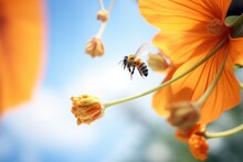 Bee Hovering Over Pumpkin Flower