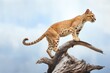 © studioworkstock - cougar poised on a limb above ground