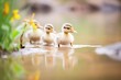 ducklings wading in a farm pond