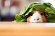 timid guinea pig peeking at spinach