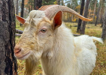 Canvas Print - Portrait of a white goat in the forest