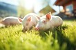 pigs grazing on sunlit green grass