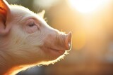 Fototapeta  - profile of a pigs face highlighted by sunshine
