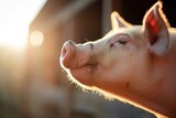 Fototapeta  - profile of a pigs face highlighted by sunshine