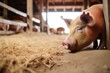 pig in straw-filled barn floor
