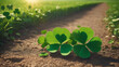 Good Luck Charm, Symbol, Holiday, March 17, Irish Culture four leaf clover in the field for st Patrick's day