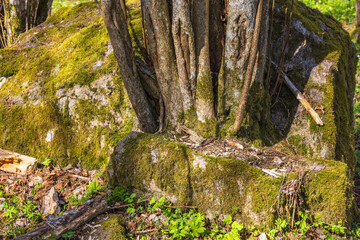 Poster - Tree growing in a rock crevice