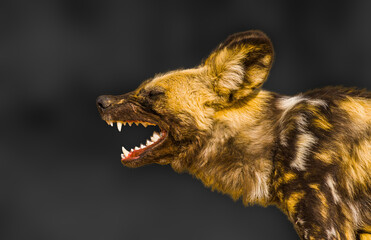 Wall Mural - African Wild Dog (Lycaon pictus); portrait against stylized dark background