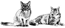 Two Cat Vintage Drawings, Vector Illustration 03.