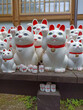 Hundreds of lucky cats in Daikeizan Gotokuji Temple in Tokyo, Japan