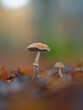 Pilze auf dem Waldboden