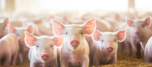 Farm With Pigs And Piglets On White Background, Banner